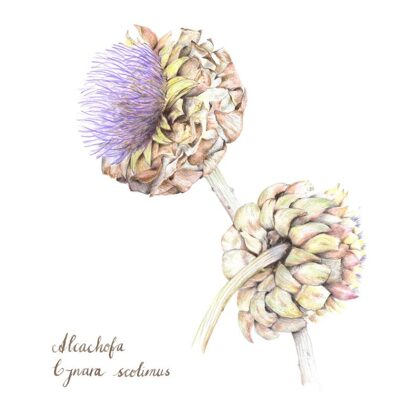 Artichoke - Cynara scolimus. Colour pencils.