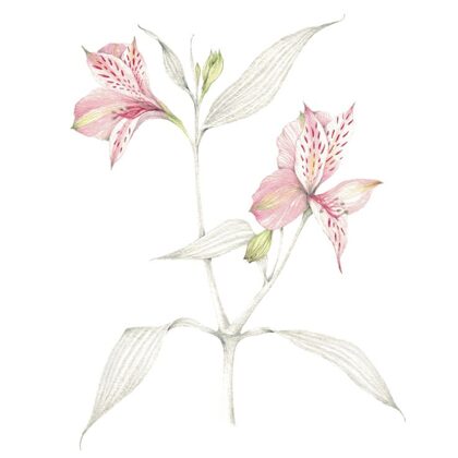 Alstroemeria aurea - Watercolour and graphite.