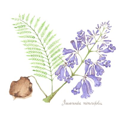 Jacaranda mimosifolia - Watercolour.