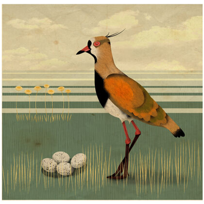 Southern lapwing – Vanellus chinensis. Digital.