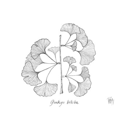 Ginkgo - Ginkgo biloba