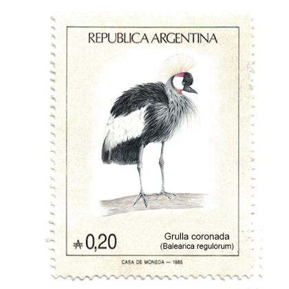 Grulla coronada – Balearica regulorum. Lápices de colores. Montaje ilustrativo.