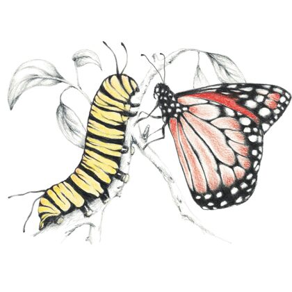 Oruga y mariposa Monarca - Danaus plexippus. Grafito y lápices de colores.