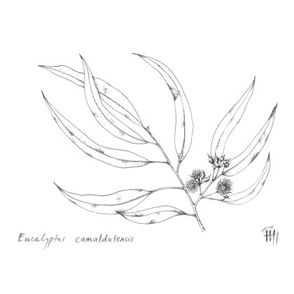 Eucalipto – Eucalyptus camaldulensis.