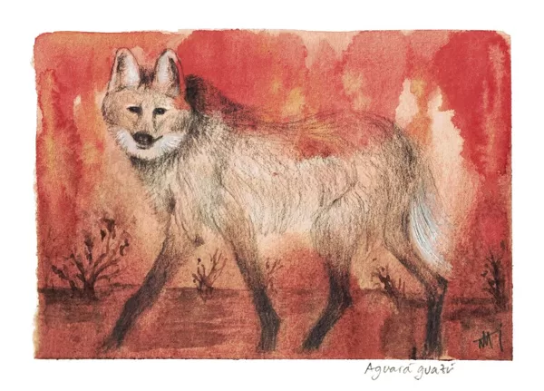 Aguará guazú - Chrysocyon brachyurus Acuarela y grafito. #BastaDeQuemas