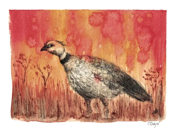 Crested screamer - Chauna torquata