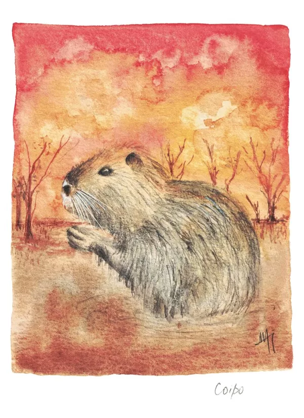Coypu - Myocastor coypus