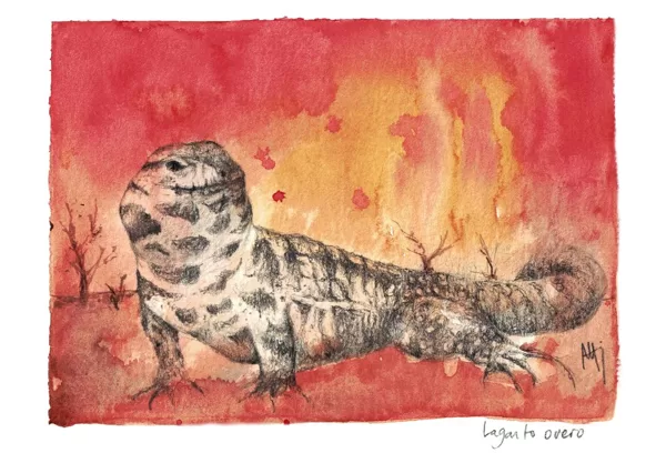 Argentine giant tegu - Salvator merianae
