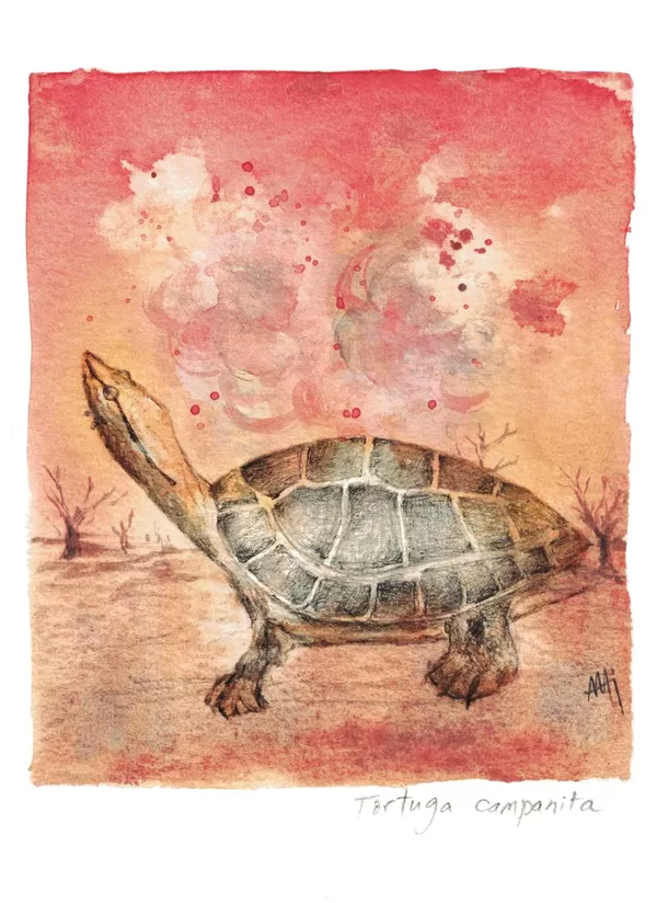 Hilaire’s toadhead turtle - Phrynops hilarii