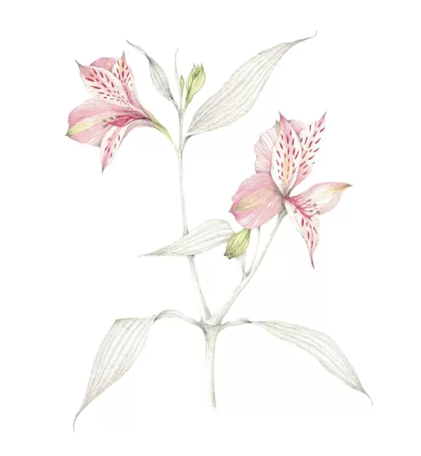 Alstroemeria aurea - Watercolour and graphite.