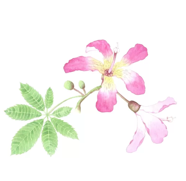Silk floss tree - Ceiba speciosa. Watercolour.