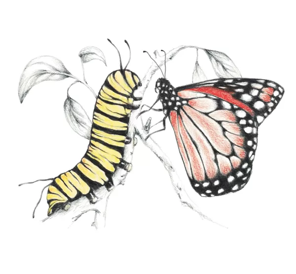 Monarch caterpillar and butterfly - Danaus plexippus. Graphite and colour pencils.