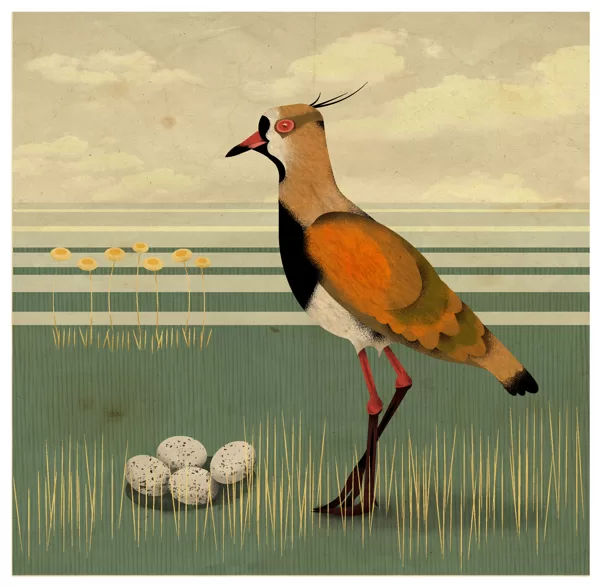 Southern lapwing – Vanellus chinensis. Digital.