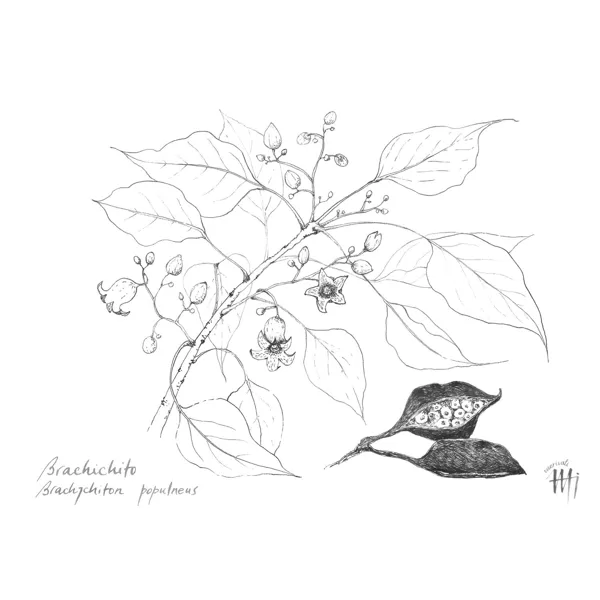 Kurrajong - Brachychiton populneus.