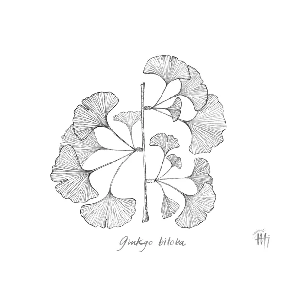 Ginkgo - Ginkgo biloba